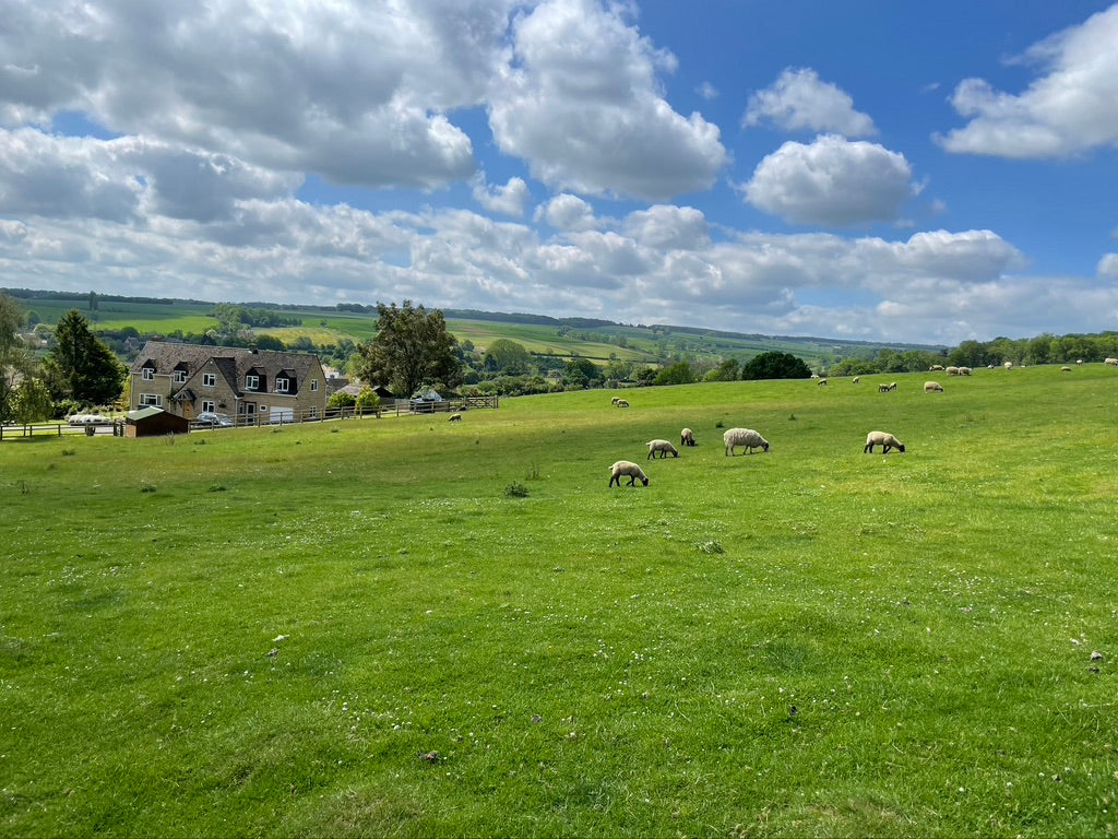 A grassy field on a sunny day with sheep and large cottage